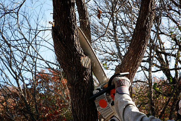 Walworth, WI Tree Services Company